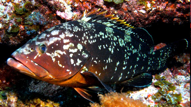 Epinephelus marginatus_05